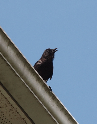 [A close view from below of a crow standing in the gutter of the four-story building with its mouth partially open.]